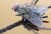 Flesh fly covered by dew drops on dried wild plant. — Stock Photo