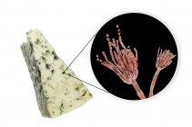 Queijo roquefort e ilustração digital do fungo Penicillium roqueforti
. — Fotografia de Stock