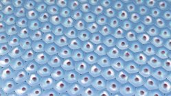 3D-Illustration des Musters blauer Zellen mit roten Kernen. — Stockfoto