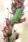 Close-up de larva de borboleta alada gossamer em planta selvagem . — Fotografia de Stock