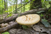 Primer plano del hongo Polyporus tuberaster en el suelo del bosque . - foto de stock