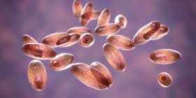 Batteri Gram-negativi della peste Yersinia pestis con colorazione bipolare, illustrazione digitale . — Foto stock