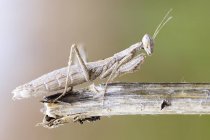 Camouflaged praying mantis on dried branch outdoors. — Stock Photo