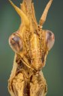 Praying mantis portrait with exo skeleton detail. — Stock Photo