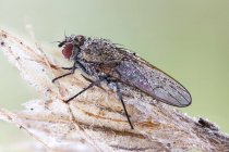 Primo piano di minuscola mosca ricoperta da gocce di rugiada su foglie di piante selvatiche congelate . — Foto stock