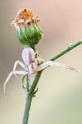 Primer plano de la araña cangrejo de flores en plantas silvestres . - foto de stock