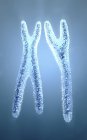 Ilustración en 3D de cromosomas X y Y transparentes y de color azul de aspecto normal . - foto de stock