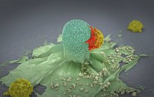 3d ilustración de células cancerosas atacadas y asesinadas por linfocitos . - foto de stock