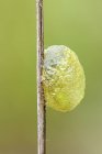 Caterpillar cococoon, прикрепленный к тонкому стеблю растения . — стоковое фото