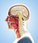 Digitale Illustration der Anatomie des menschlichen Kopfes in Profil und Querschnitt. — Stockfoto