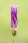 Primo piano del fiore selvatico contorto delle convolvulaceae viola . — Foto stock