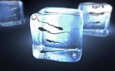 3d illustration of sperm cells frozen into ice cubes. — Stock Photo