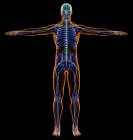 Diagrama masculino sistema nervoso de raios-x em fundo preto
. — Fotografia de Stock