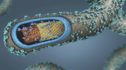 Illustration 3D de la coupe transversale de l'agent pathogène Ebola
. — Photo de stock
