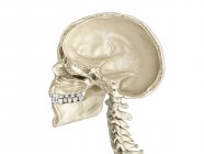 Cráneo humano sección transversal sagital media, vista lateral sobre fondo blanco . - foto de stock