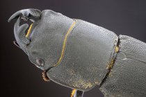 Testa di scarabeo cervo minore, primo piano dettagliato . — Foto stock