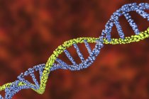 Molécula de doble hélice de ADN coloreado, ilustración digital . - foto de stock