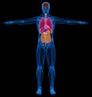 Esquema esquelético, muscular y de órganos internos masculinos en rayos X sobre fondo negro . - foto de stock