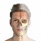 Male head with visible skull and brain on white background. — Stock Photo