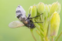 Entomopathogenic fungus infection on fly in mating position. — Stock Photo