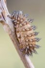Primer plano de la infección por hongos en el cuerpo de la larva de mariposa Melitaea . - foto de stock