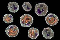 Illustration numérique des bactéries Neisseria gonorrhoeae à l'intérieur des globules blancs neutrophiles
. — Photo de stock