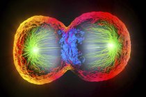 Colorful 3d illustration of cell division, cell membrane and splitting red nucleus. — Stock Photo