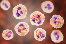 Digitale Illustration von Neisseria gonorrhoeae Bakterien in neutrophilen weißen Blutkörperchen. — Stockfoto