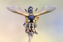 Vista frontal da mosca do conopid que senta-se na planta selvagem . — Fotografia de Stock