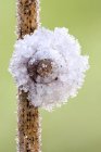 Land snail covered by white frost on dry stem. — Stock Photo