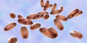 Gram-negative plague bacteria Yersinia pestis with bipolar staining, digital illustration. — Stock Photo