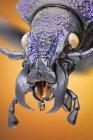 Ground beetle in black and purple, detailed portrait. — Stock Photo