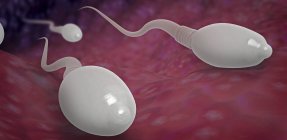 Ilustración 3d de espermatozoides moviéndose hacia el útero humano . - foto de stock