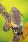 Close-up of hummingbird hawkmoth on yellow lichens covered branch. — Stock Photo