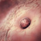 3d illustration of ovum egg cell implanting in uterus. — Stock Photo