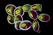 Digital illustration of budding yeast cells in imaging flow cytometry. — Stock Photo