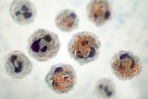 Digital illustration of Neisseria gonorrhoeae bacteria inside neutrophil white blood cells. — Stock Photo