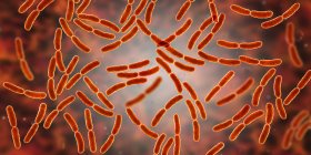 Bactéries Lactobacillus dans le microbiome de l'intestin grêle humain, illustration numérique . — Photo de stock