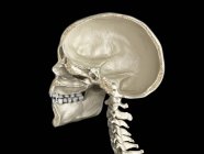 Menschlicher Schädel in der Mitte sagittaler Querschnitt, Seitenansicht auf schwarzem Hintergrund. — Stockfoto