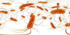 Bactérias Salmonella, ilustração digital com panorama de 360 graus . — Fotografia de Stock