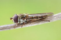 Close-up of marmalade hoverfly perched on thin branch. — Stock Photo