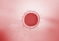 Transparente Spermien, die sich in Richtung einer runden, rot gefärbten Eizelle bewegen, Illustration. — Stockfoto