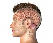Male head with skull cross-section with whole brain on white background. — Stock Photo