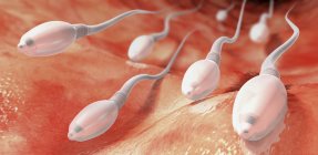 3d illustration of sperm cells moving towards human womb. — Stock Photo
