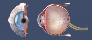 3D-Darstellung des Querschnitts des menschlichen Auges in Seiten- und Frontalansicht. — Stockfoto