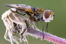 Крупный план тахинидной мухи, сидящей на диком растении . — стоковое фото