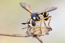 Close-up de vespa imitando conopid fly na planta selvagem . — Fotografia de Stock