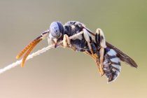 Close-up of nomada bee at tip of plant branch. — Stock Photo