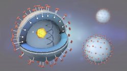 3d ilustración de la sección transversal del patógeno de la hepatitis con el ADN, el núcleo celular y los receptores . - foto de stock