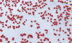 3d illustration of red colored Meningococcus meningitis bacteria pathogens. — Stock Photo